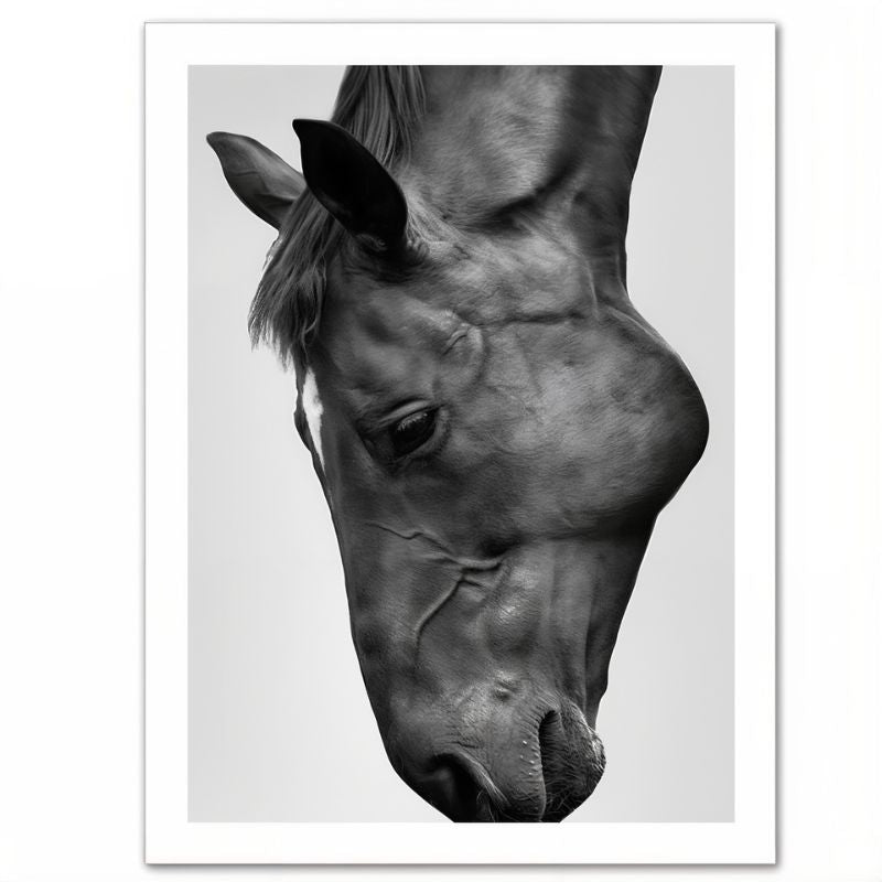 Tableau Cheval Noir et Blanc